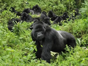 A Family of mountain gorillas at Bwindi Impenetrable national park Uganda