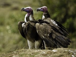 lappet faced vulture Africa