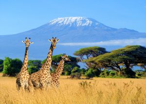 Three giraffe on with a background of mount Kilimanjaro Tanzania, Africa Africa