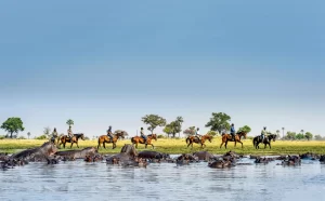 tourist back horse riding pass by a school of hippopotamus at Okavango Delta Botswana Africa