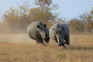Two rhinoceros running at Masai Mara national reserve Kenya.