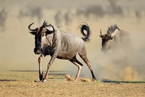wildebeest at karahari Desert Namibia Africa.