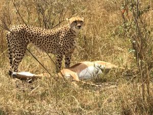 A cheetah and her kill  at Amboseli National park Kenya Africa