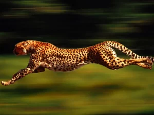 A cheetah running during a hunting spree at Serengeti national park Tanzania Africa 