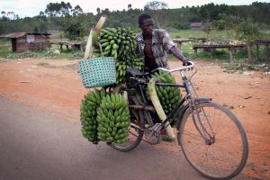A man transporting green bananas on a bicycle to a local market in uganda africa