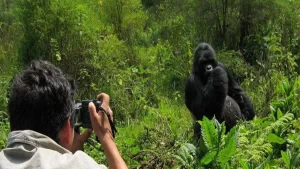 A tourist taking a photo of an adult male silverback at Bwindi Impenetrable National park Uganda Africa