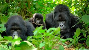 Ablack back, infant siliver back gorilla family at Bwindi Impenetrable National park Uganda Africa