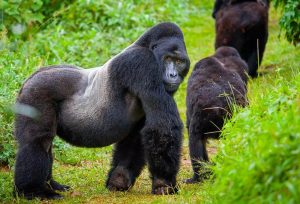 Amale-silverback-gorilla-on-the-look-out-for-his-family-at-Bwindi-Impenetrable-National-Park-Uganda-Africa.