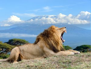Male lion yawning at Amboseli National park with mount Kilimanjaro in the back ground Kenya Africa