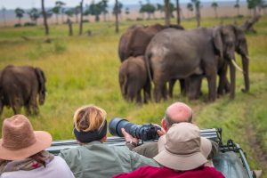Tourists in a safari jeep viewing a herd of elephants on the move at Murchison falls National Park Uganda Africa.