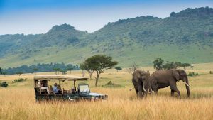Tourists in an open safari jeep viewing two Elephants at Masai-Mara-game-Reserve Kenya Africa
