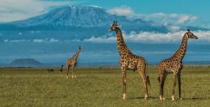 Tower of Giraffes  at Amboseli National park  with Mount kilimanjaro in the back ground Kenya Africa