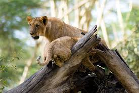 Two lioness cubs resting on a fallen tree at Lake Nakuru National Park Kenya Africa