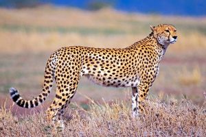 cheetah on ta look out for prey at Masai Mara game reserve Kenya Africa 