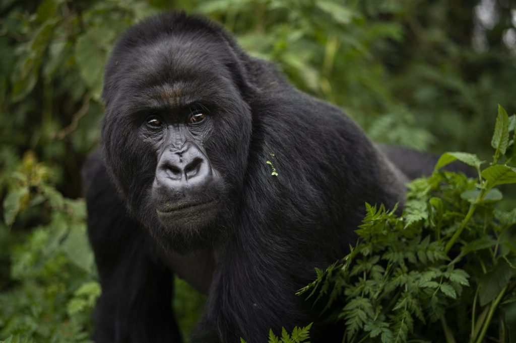 sliver-back-gorilla-at-Bwindi-Imenetrable-national-park-Uganda-Africa