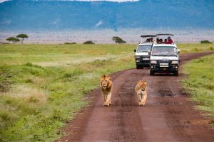 tourist in safari van viewing lion walk along the road at Akagera National Park Rwanda Africa