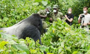 tourists viewing a silverback mountain gorilla in Bwindi Impenetrable National Park Uganda Africa