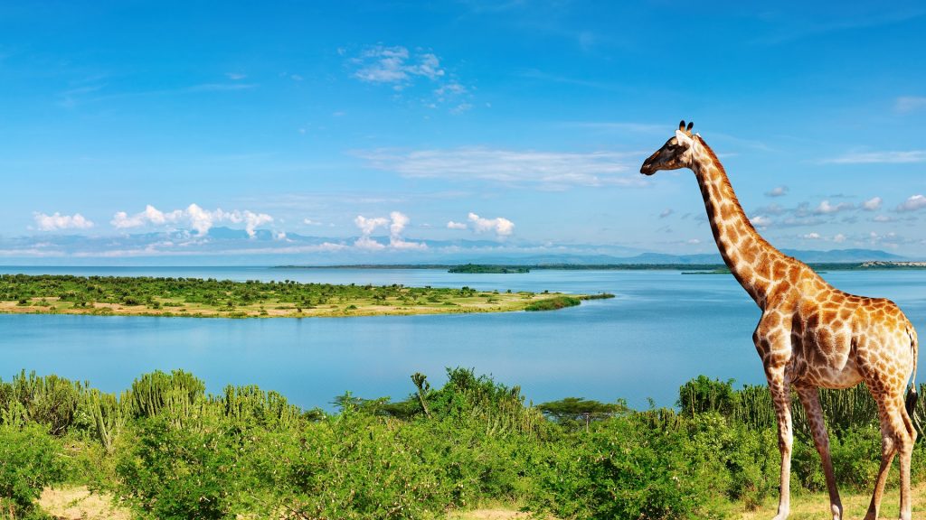 A giraffe looking at the River Nile at Murchison falls National Park Uganda Africa