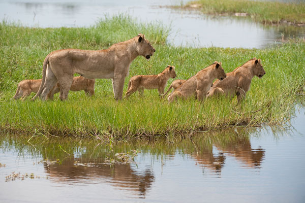 A lioness and her cabs attempting to cross Okavango river in Botswana Africa