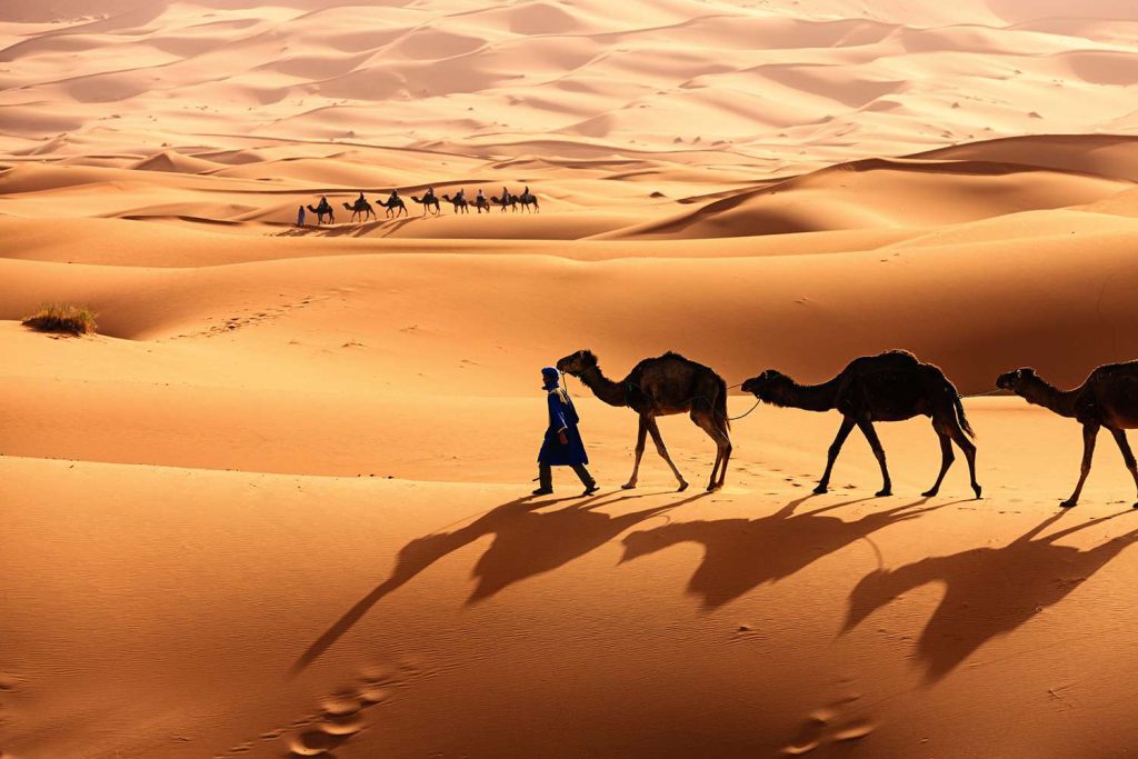 Aman leading his flock of camels through Sahara dessert North Africa