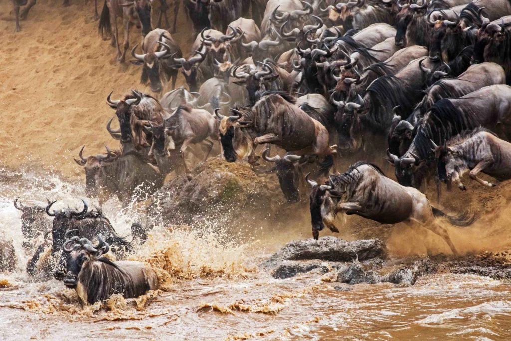Wildebeest-crossing-mara-river-during-the-great-migration-in-Kenya