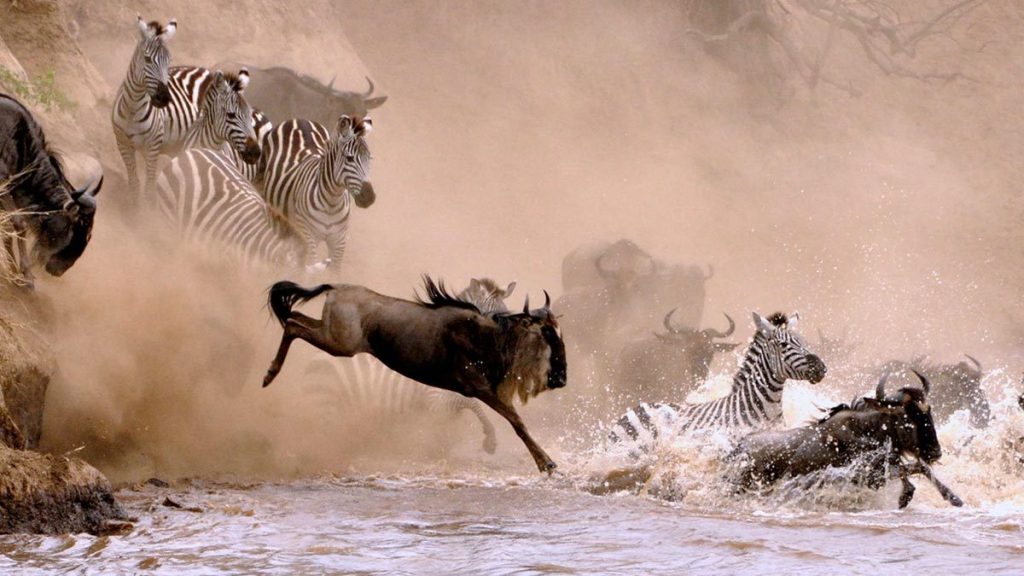 Zebras and wildebeest crossing mara river during the great migration in Tanzania Africa 