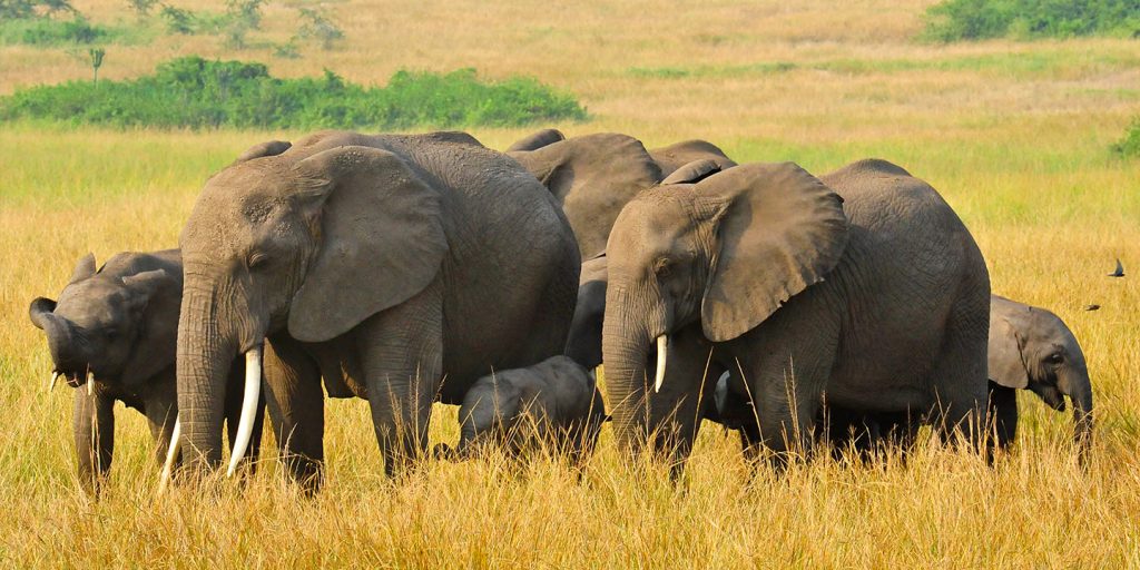 A herd of elephants grazing at Queen Elizabeth national park Uganda.