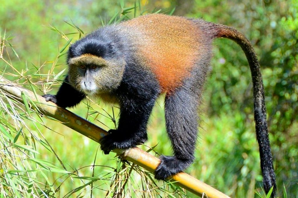 Golden monkey at Mgahinga national park Uganda
