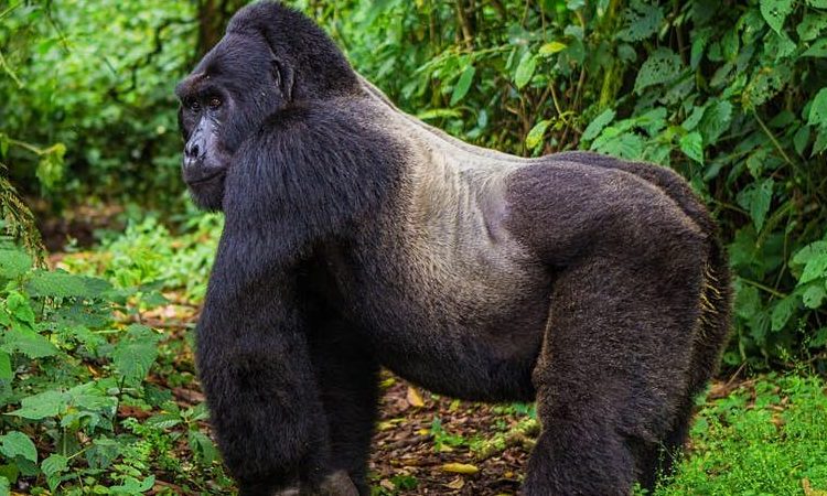 Sliver-back-gorilla-at-Mgahinga-national-park-Uganda.