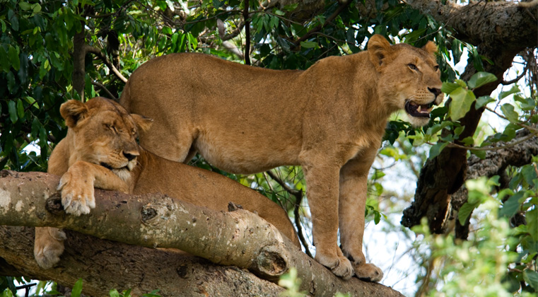 Two lioness up in a tree at Ishasha Queen Elizabeth National Park Uganda