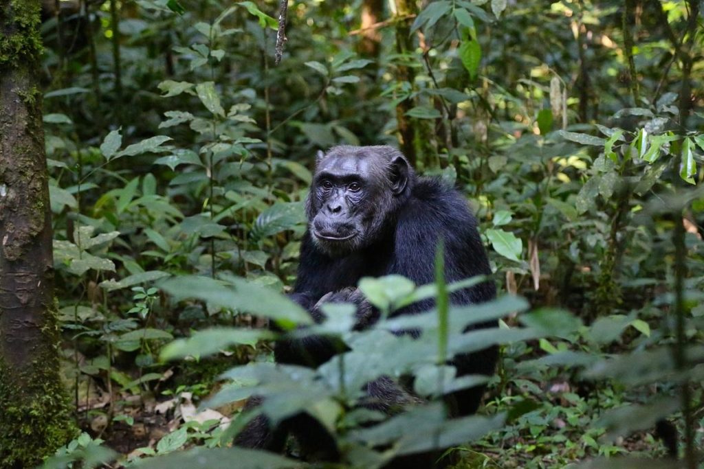 A chimpanzee in kyambura gorge forest Queen Elizabeth National Park Uganda