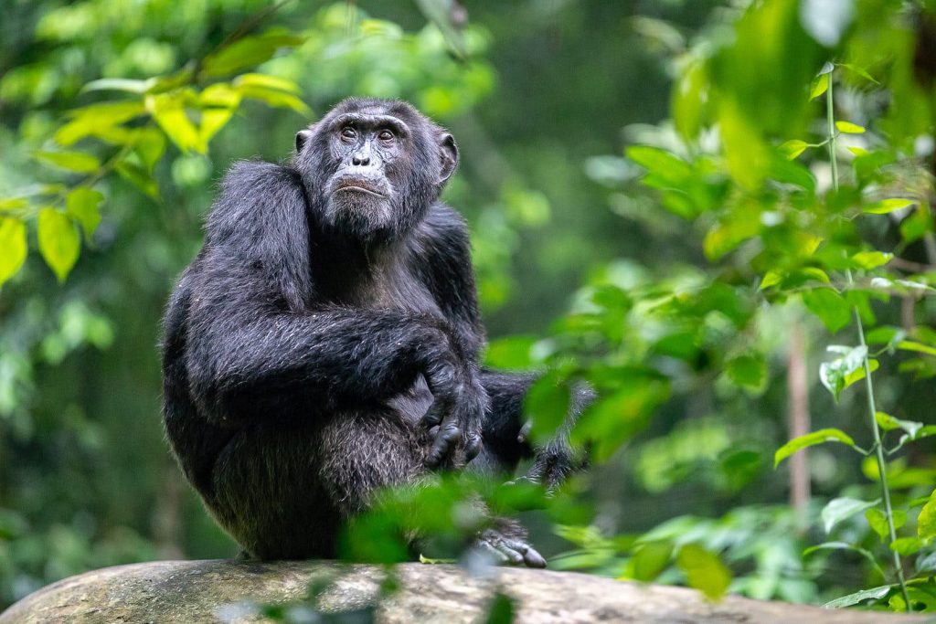 Chimpanzee in Kibale national park Uganda