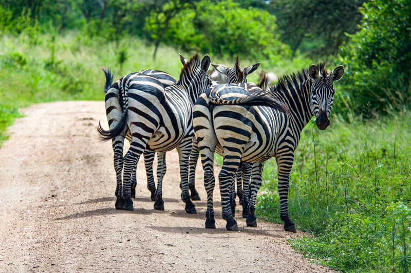 A dazzle of zebras standing along a game track in Lake Mburo National Park Uganda. 