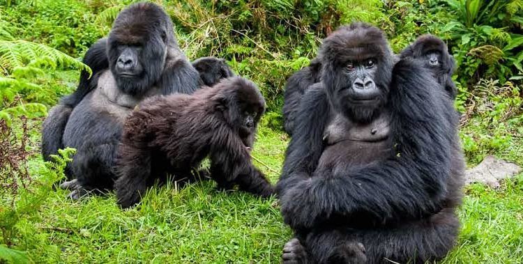 A family of gorillas in Mgahinga National Park Uganda
