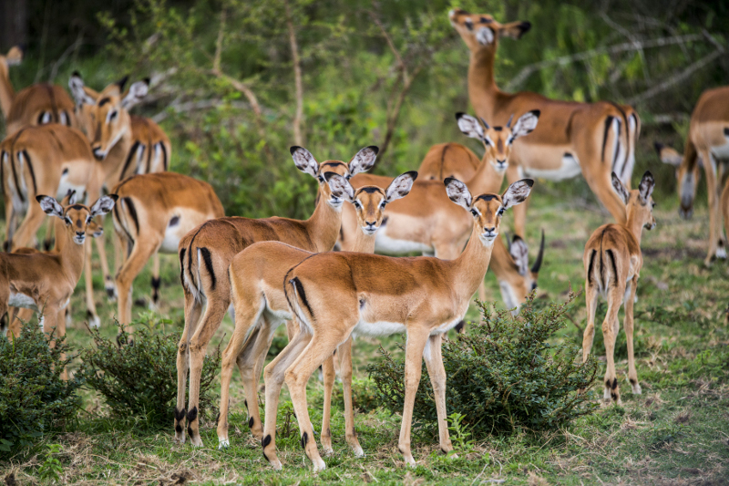 A herd of Impalas in Lake Mburo National park Uganda