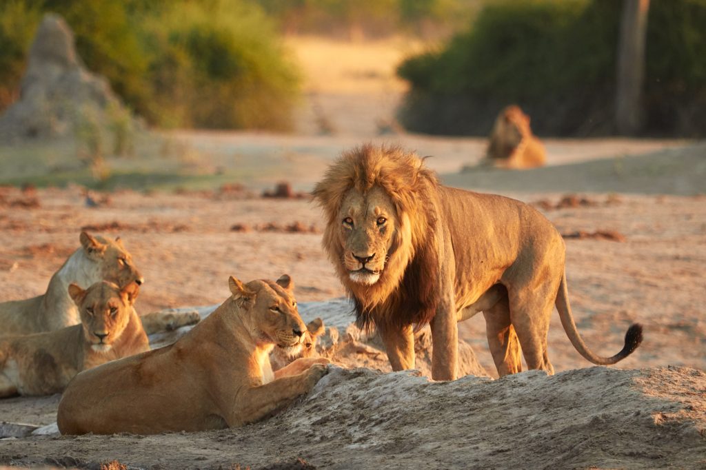A pride of lions at Chobe National Park  Botswana