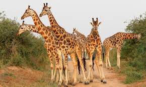 A tower of giraffes along a game path in Kidepo National Park Uganda