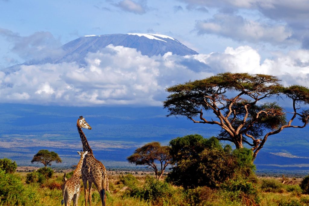 A tower of giraffes with Mount Kilimanjaro in the back ground Africa