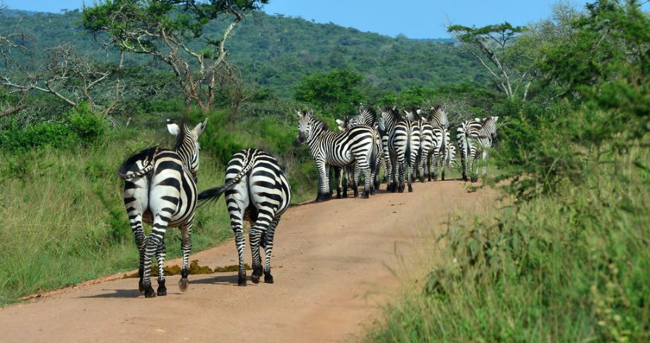 A dazzle of zebras walk along a game track in lake Mburo national park Uganda