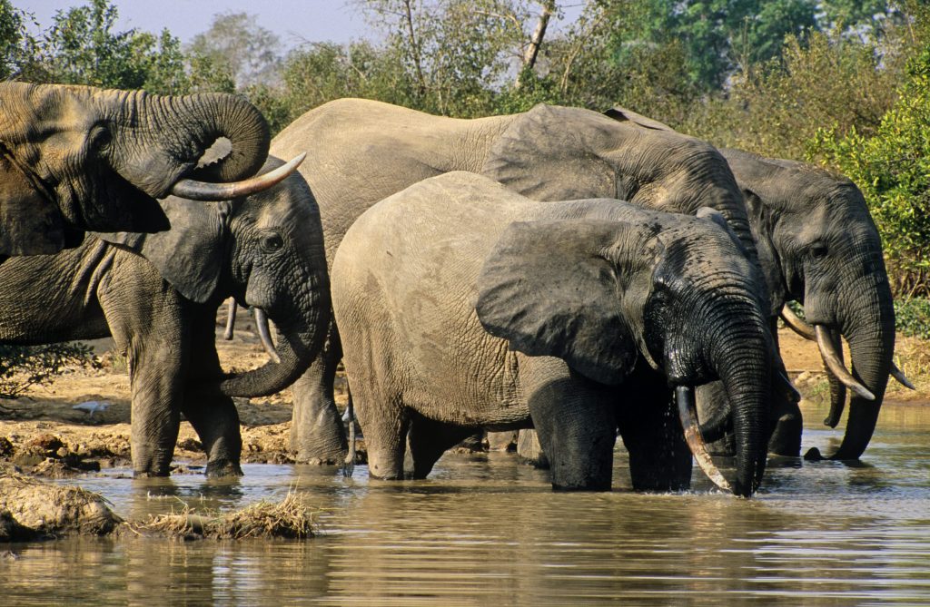 A herd of elephants at a river mole national park Ghana