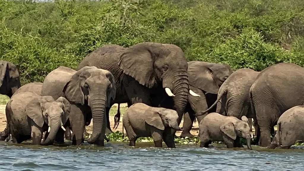 A herd of elephants drinking water at Kazinga channel Queen Elizabeth National Park Uganda
