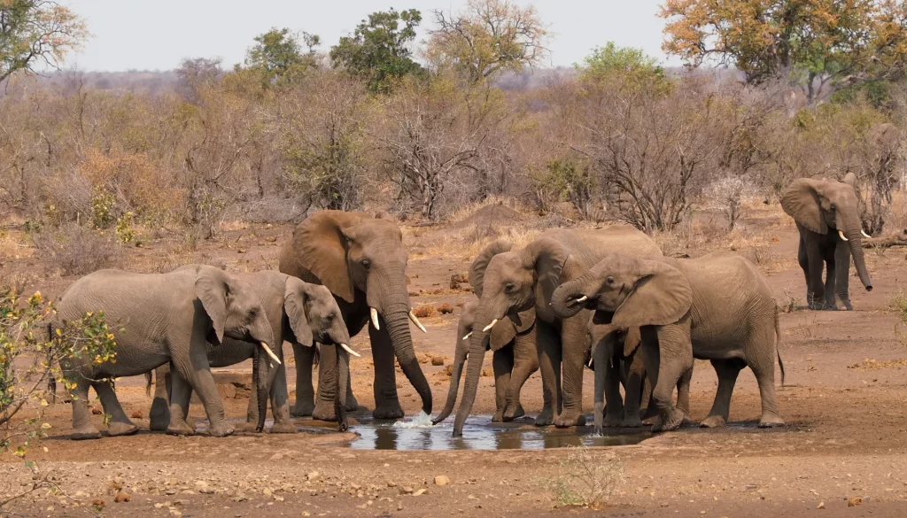 A herd of elephants drinking water at a water hole  in Kruger National park South Africa