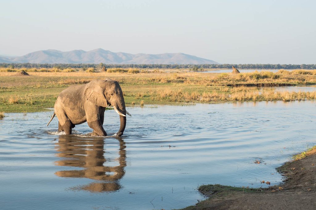 An elephant walking across river Zambezi Zambia