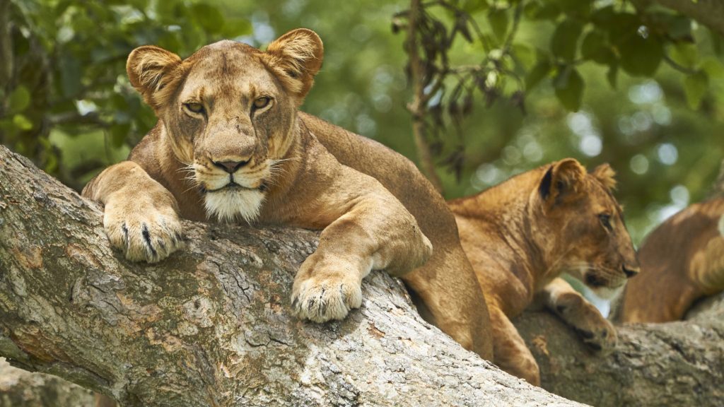 A pride of lioness resting on a branch of a fig tree in Ishasha Queen Elizabeth National Park Uganda