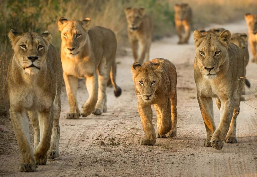 A pride of lions walking along a track in Serengeti national park Tanzania 