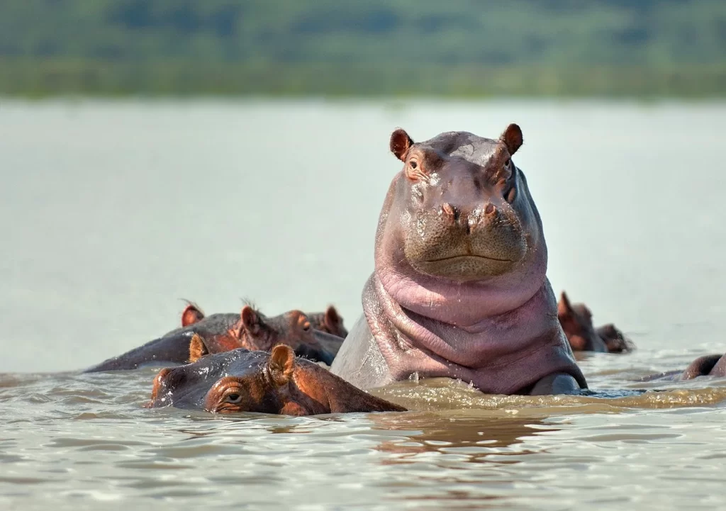 Hippopotamus at Bui National Park Ghana