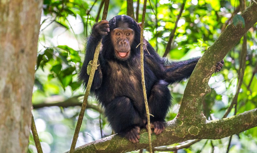 Infant chimpanzee sitting  on a branch of tree in Kalinzu forest Queen Elizabeth National Park Uganda