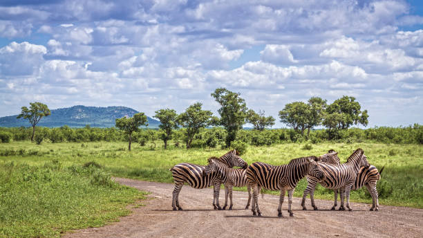 a dazzle of zebras standing a long a game track in Kruger National Park South Africa 