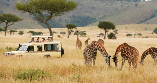 A group of tourists viewing giraffes in Masai Mara game reserve Kenya 