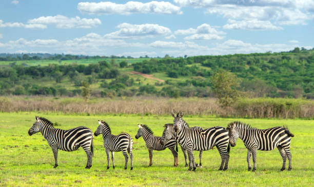 A dazzle of zebras in Akagera national park Rwanda